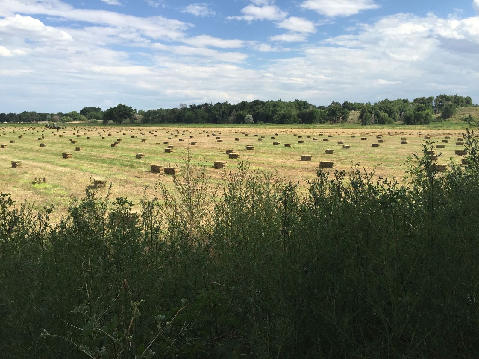 Green fields and cottonwoods along a river at Arkansas River Farm, Pueblo County, Colorado