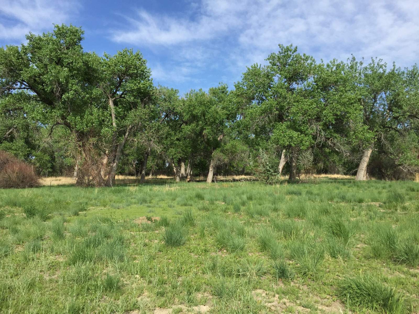 Irrigated green fields and a tree line at Arkansas River Farm, Pueblo County, Colorado