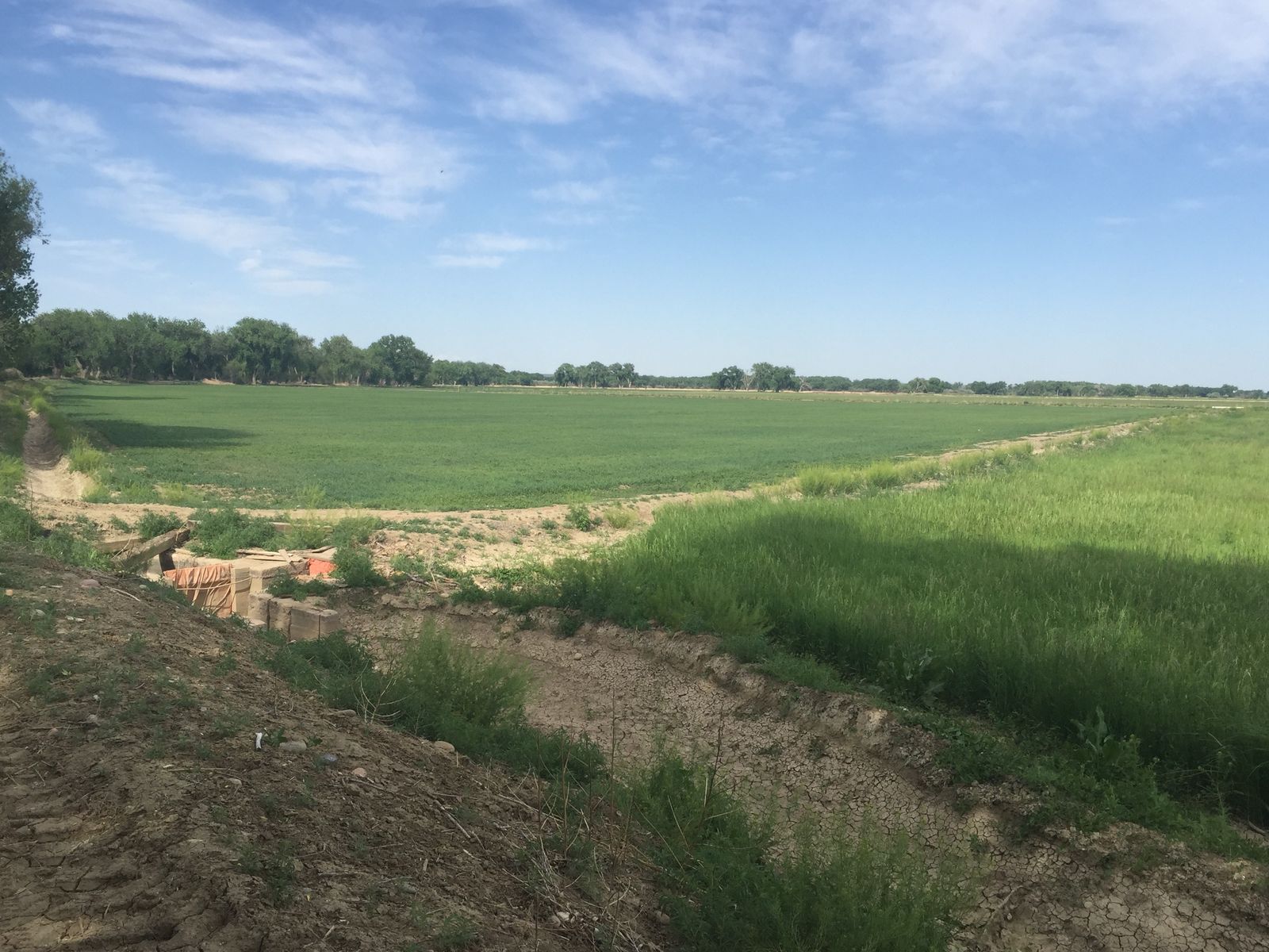 Green fields, a barn, and trees at Arkansas River Farm, Pueblo County, Colorado