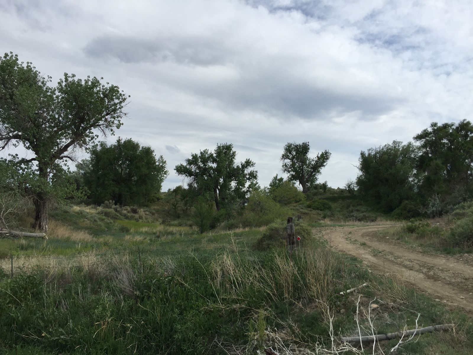 Open field and a distant tree line at Arkansas River Farm, Pueblo County, Colorado
