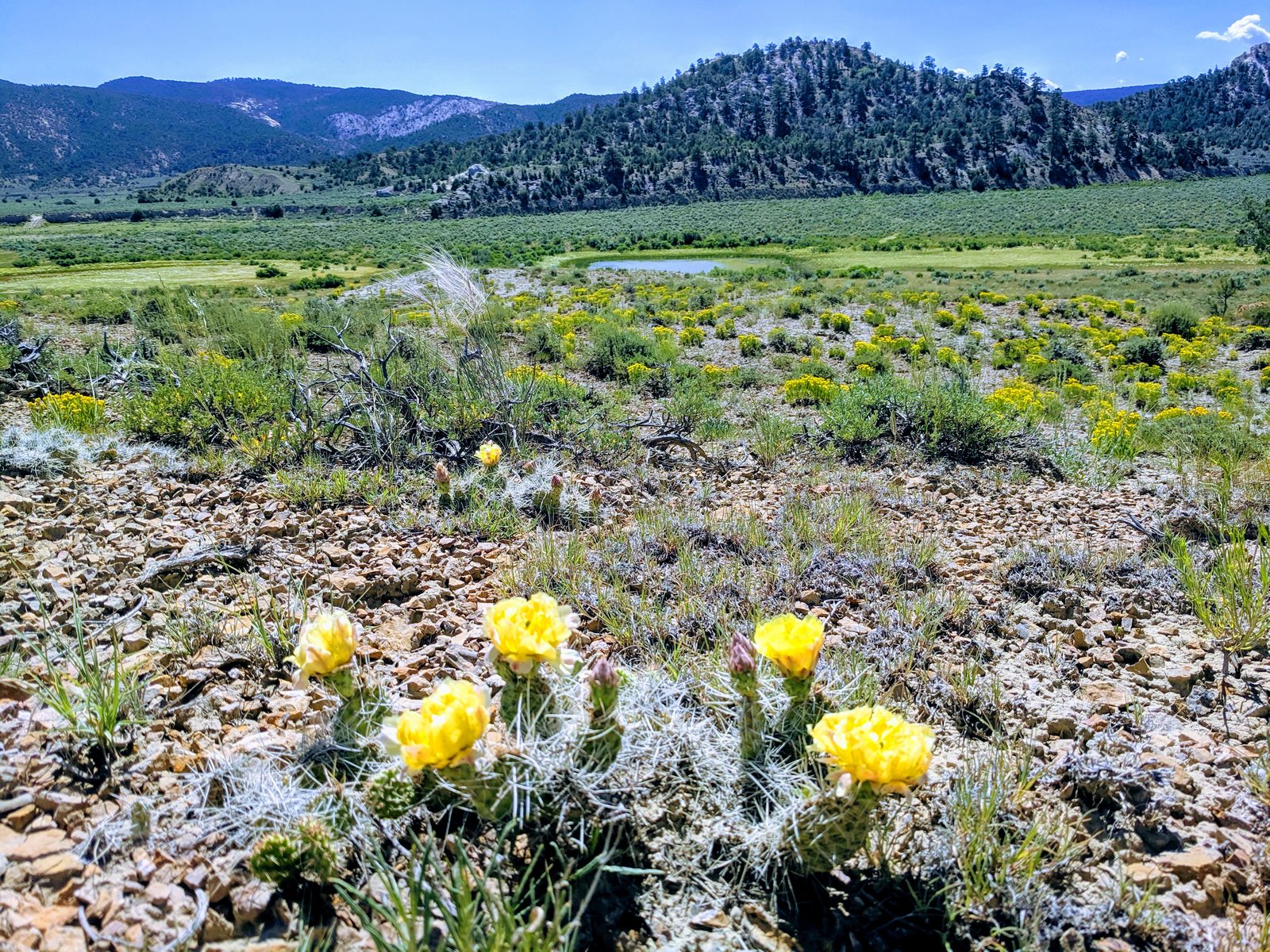 Red rock canyon and scattered trees at Arroyo Blanco Ranch, Rio Arriba County, New Mexico