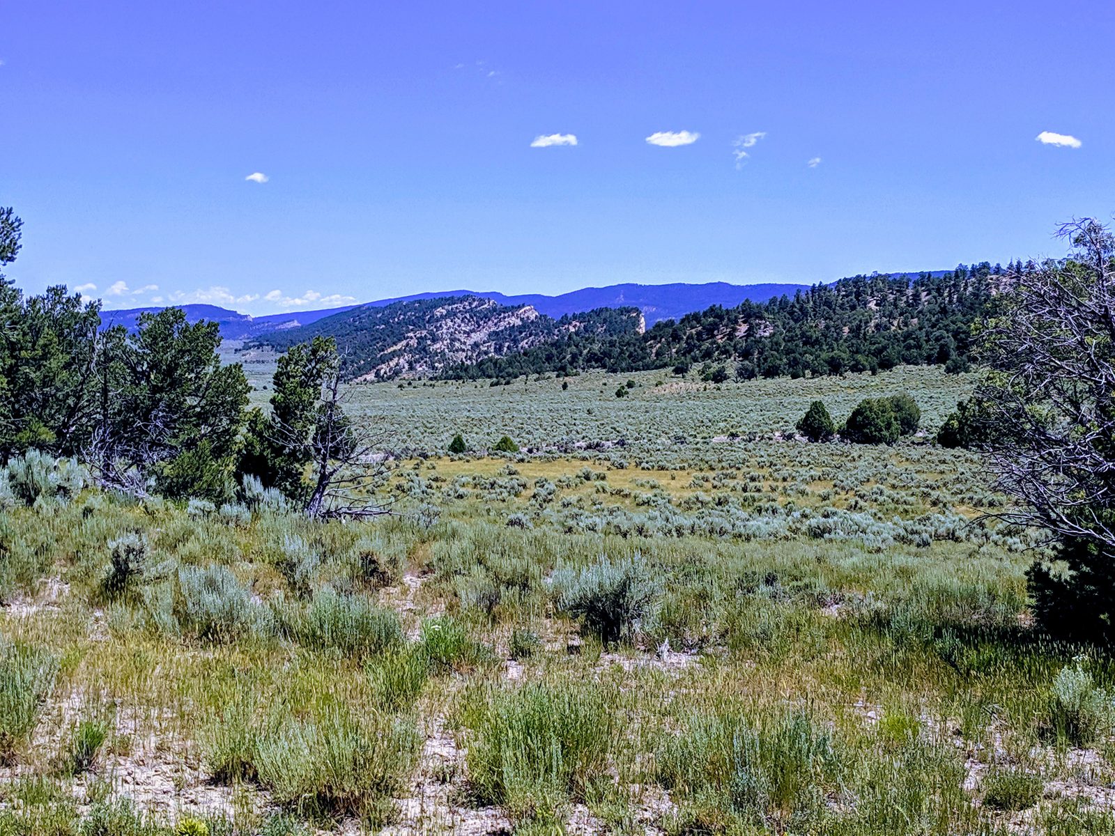 Open shrubland and grass with scattered trees and forested hills, Arroyo Blanco Ranch, Rio Arriba County, New Mexico