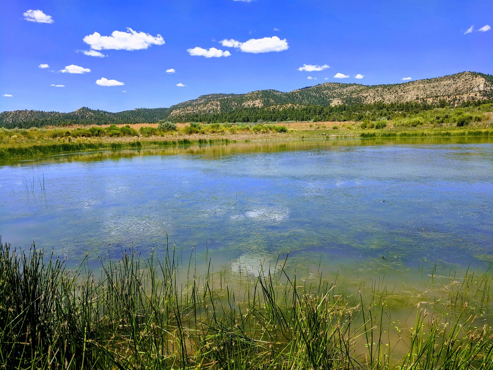 Reeds along a pond with forested hills beyond, Arroyo Blanco Ranch, Rio Arriba County, New Mexico