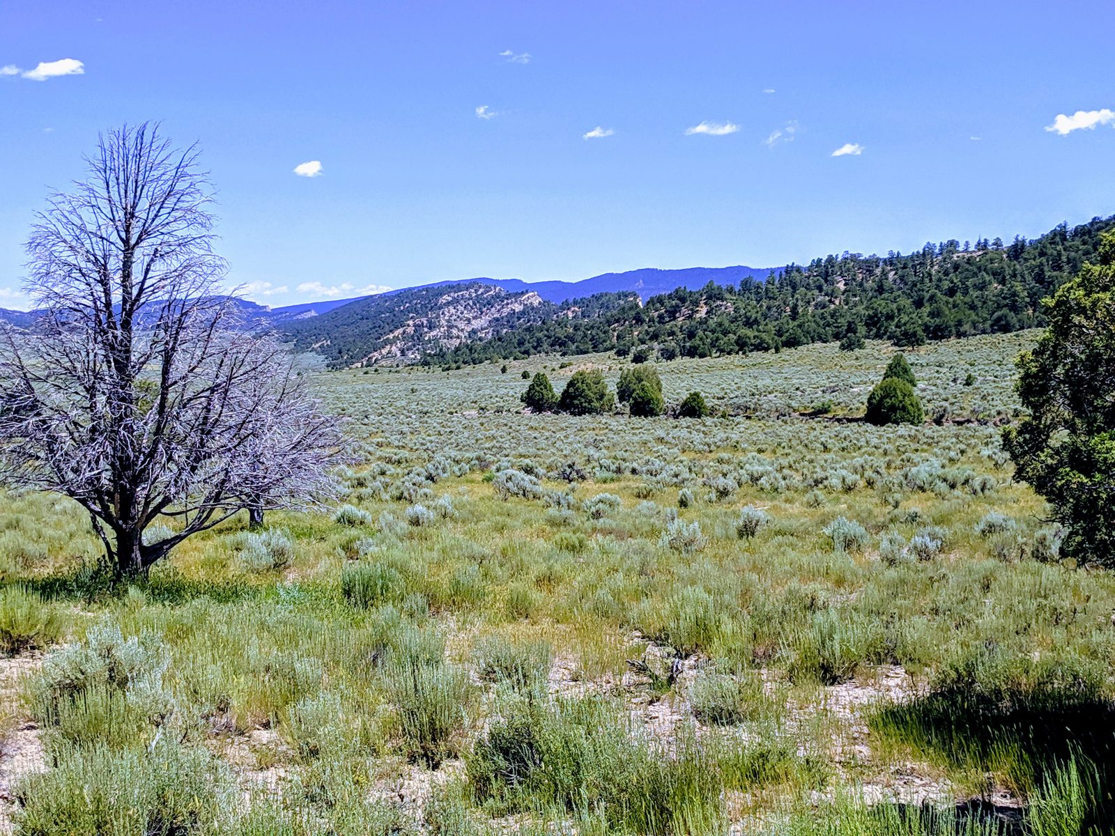Bare tree in a grassy shrub meadow with forested hills behind, Arroyo Blanco Ranch, Rio Arriba County, New Mexico