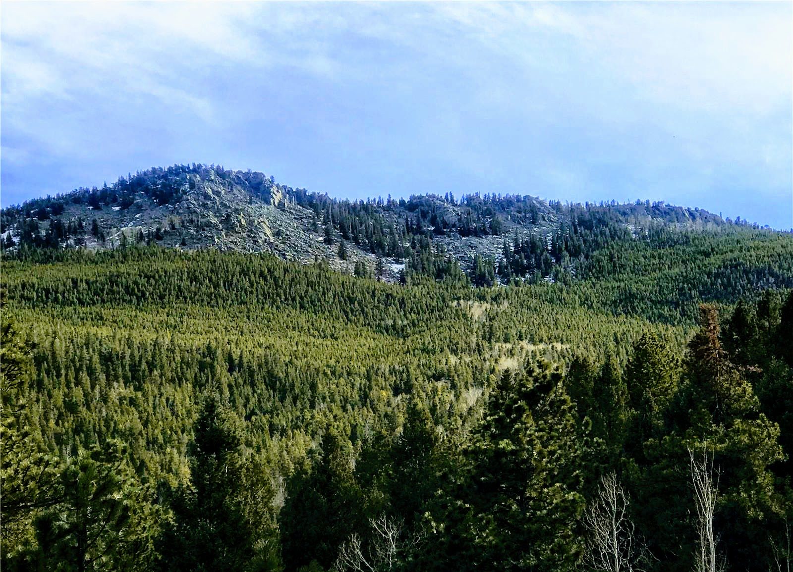 Pine forest and granite slope at Beaver Creek South, Colorado