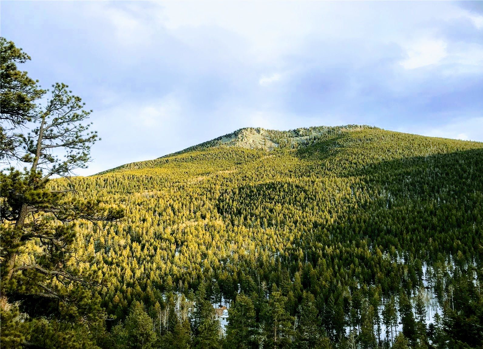 Aspen grove on a hillside at Beaver Creek South, Colorado