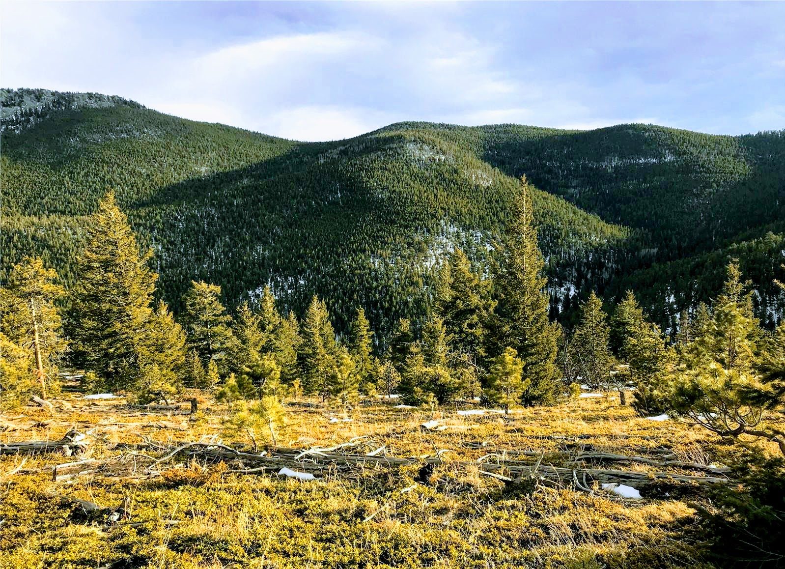 Pine and aspen forest at Beaver Creek South, Colorado