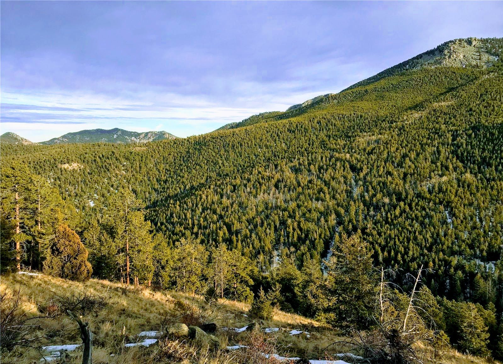 Meadow and pine forest at Beaver Creek South, Colorado