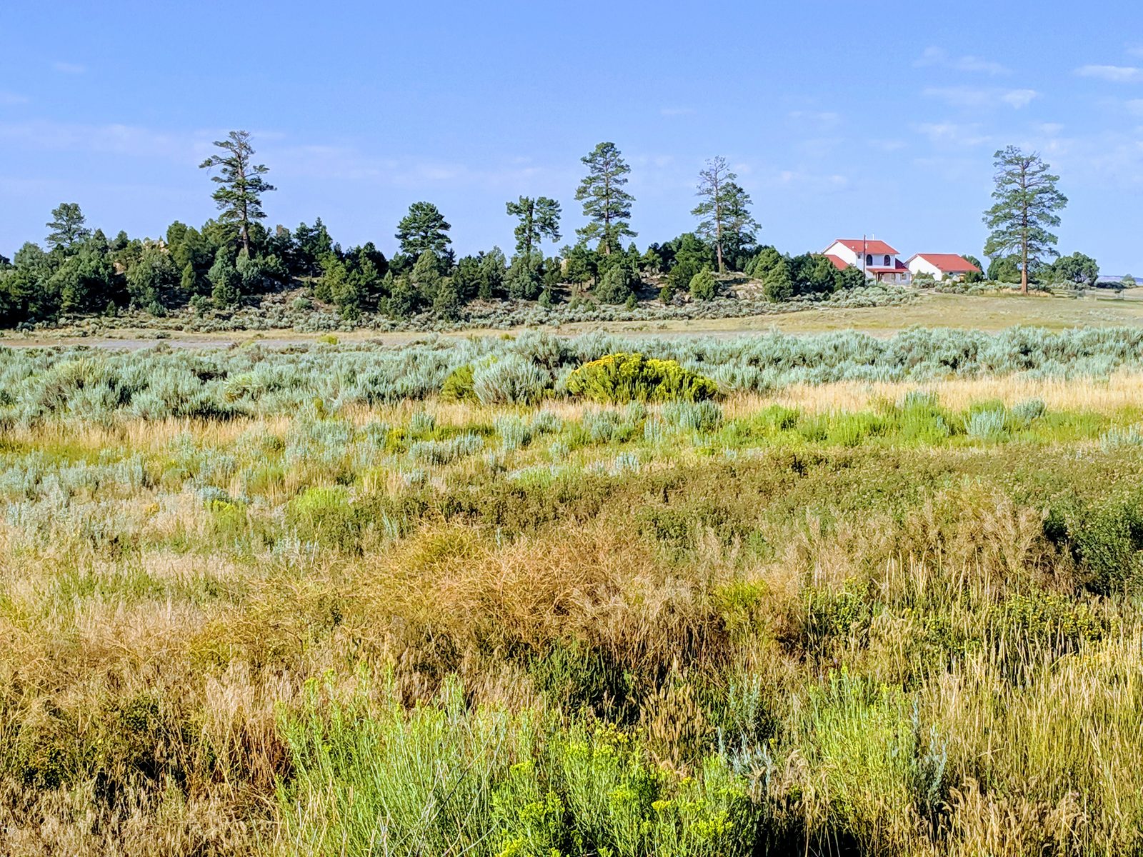 Sagebrush meadow and pine trees with the red-roofed house in the distance at Casa Blanca, Rio Arriba County, New Mexico