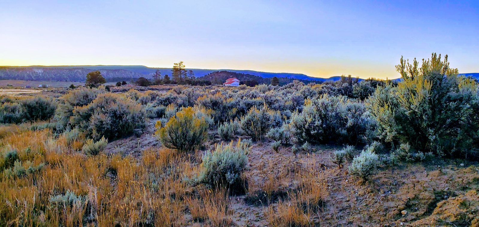 Sagebrush at sunrise with the red-roofed house in the distance at Casa Blanca, Rio Arriba County, New Mexico