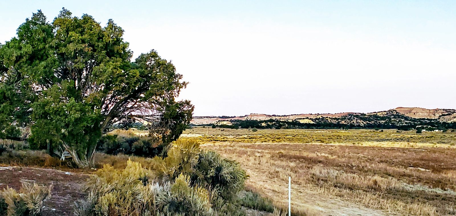 Juniper tree and open rangeland with mesas beyond at Casa Blanca, Rio Arriba County, New Mexico