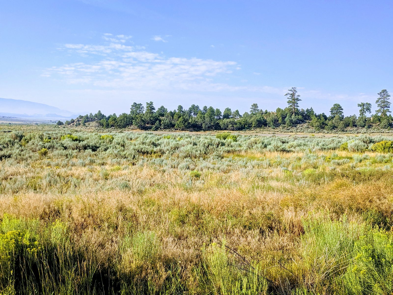 Sagebrush meadow and pine tree line under blue sky at Casa Blanca, Rio Arriba County, New Mexico