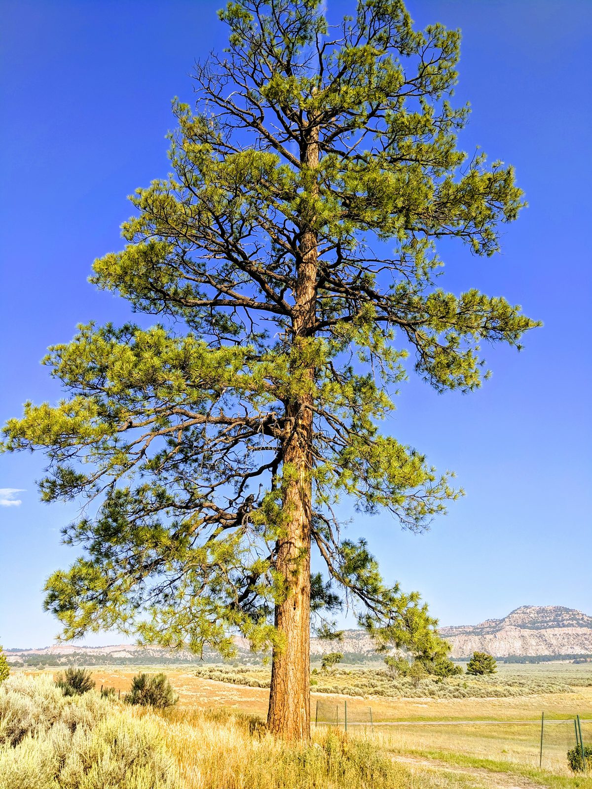 Tall pine tree with sagebrush and a mesa beyond at Casa Blanca, Rio Arriba County, New Mexico