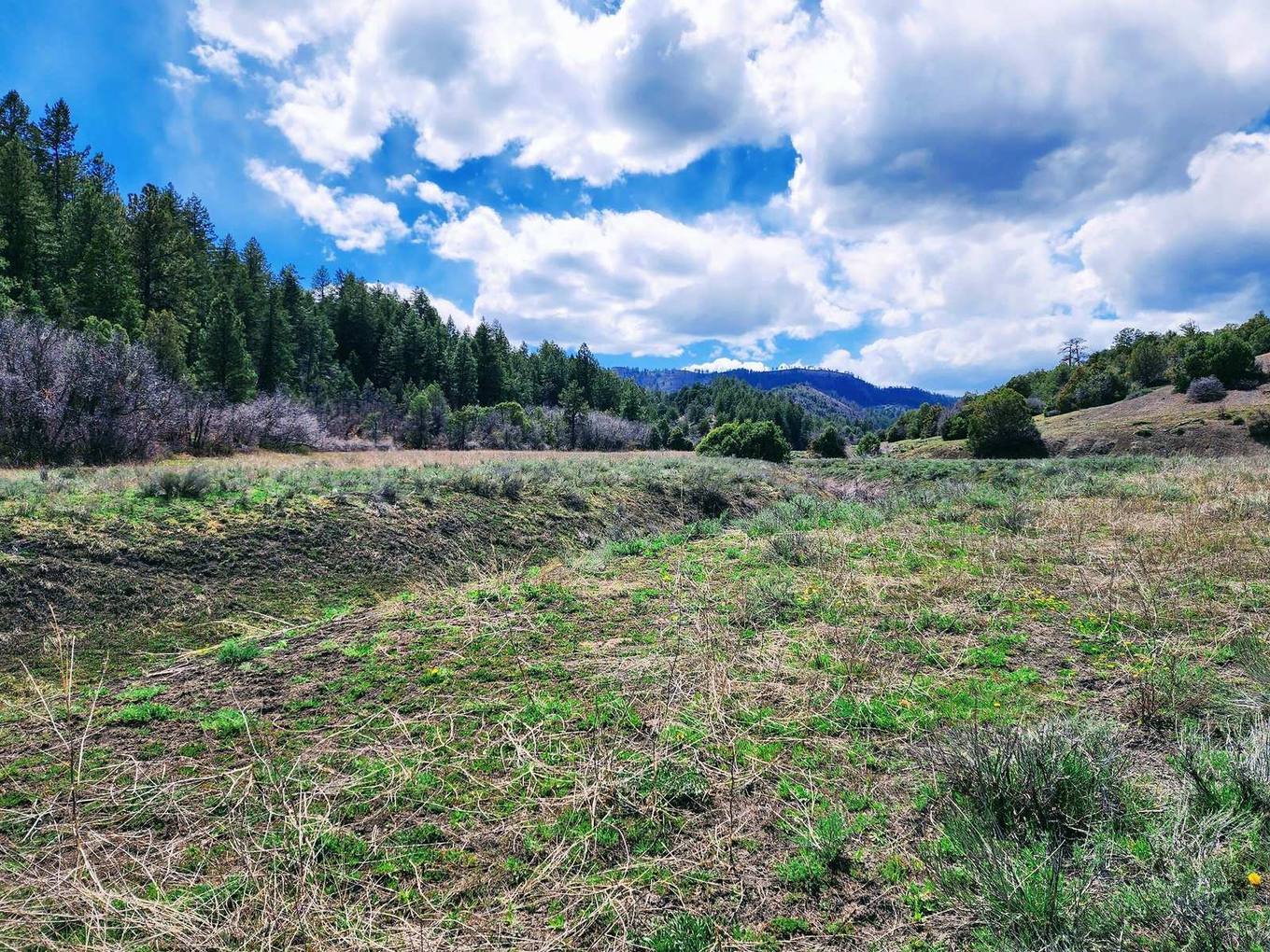 Meadow and forested ridge at Cat Creek Ranch, Archuleta County, Colorado