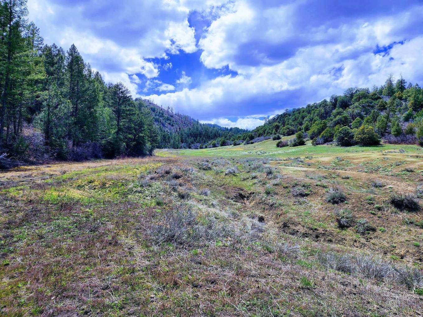 Grassy meadow between pine-covered hills, Cat Creek Ranch, Archuleta County, Colorado