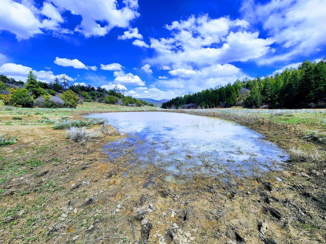Shallow pond in a pasture with pines, Cat Creek Ranch, Archuleta County, Colorado