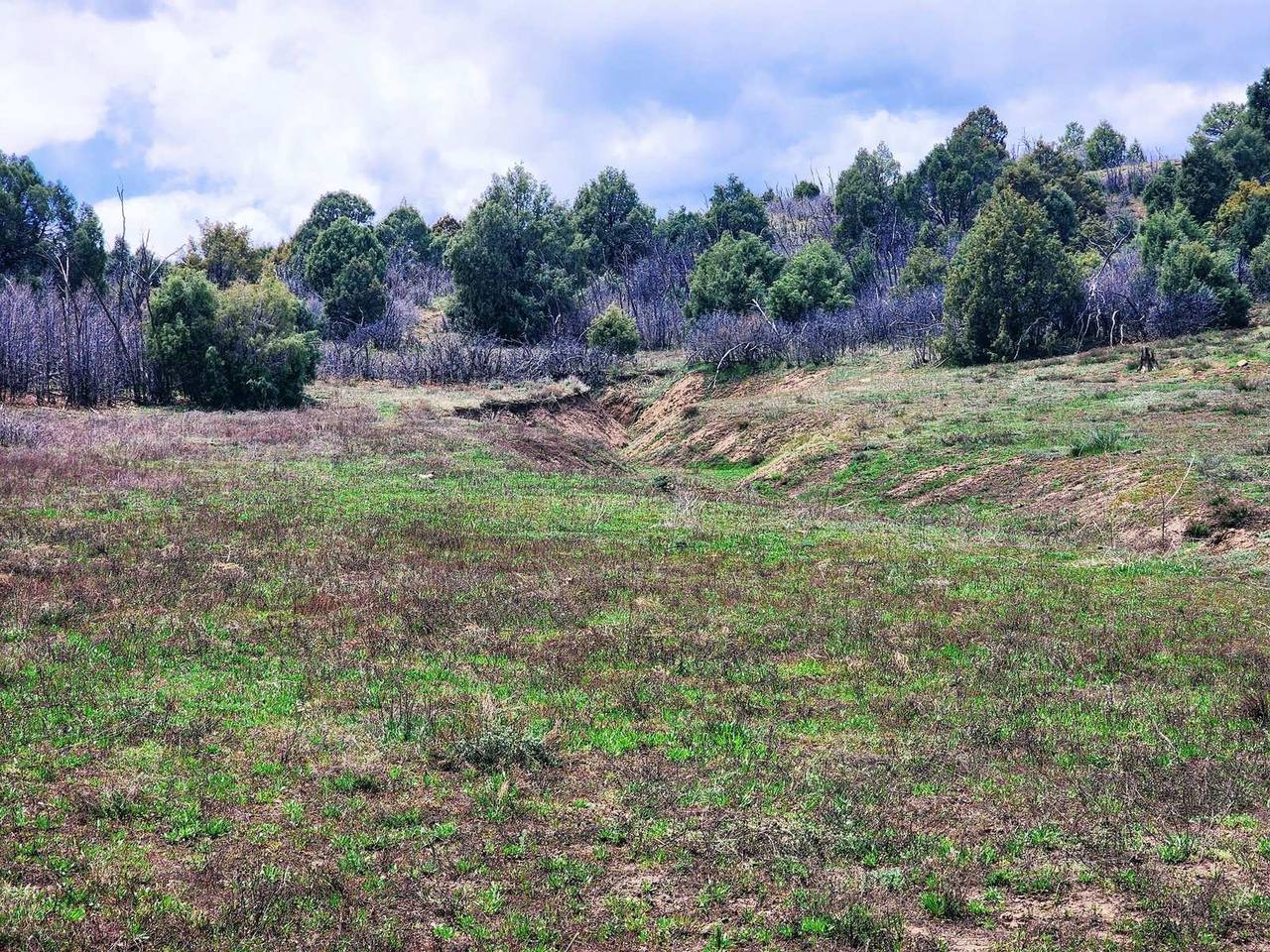 Grassy draw and hillside trees, Cat Creek Ranch, Archuleta County, Colorado