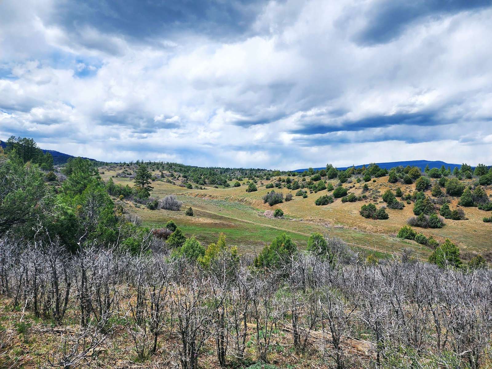 Rolling hills with scattered trees, Cat Creek Ranch, Archuleta County, Colorado
