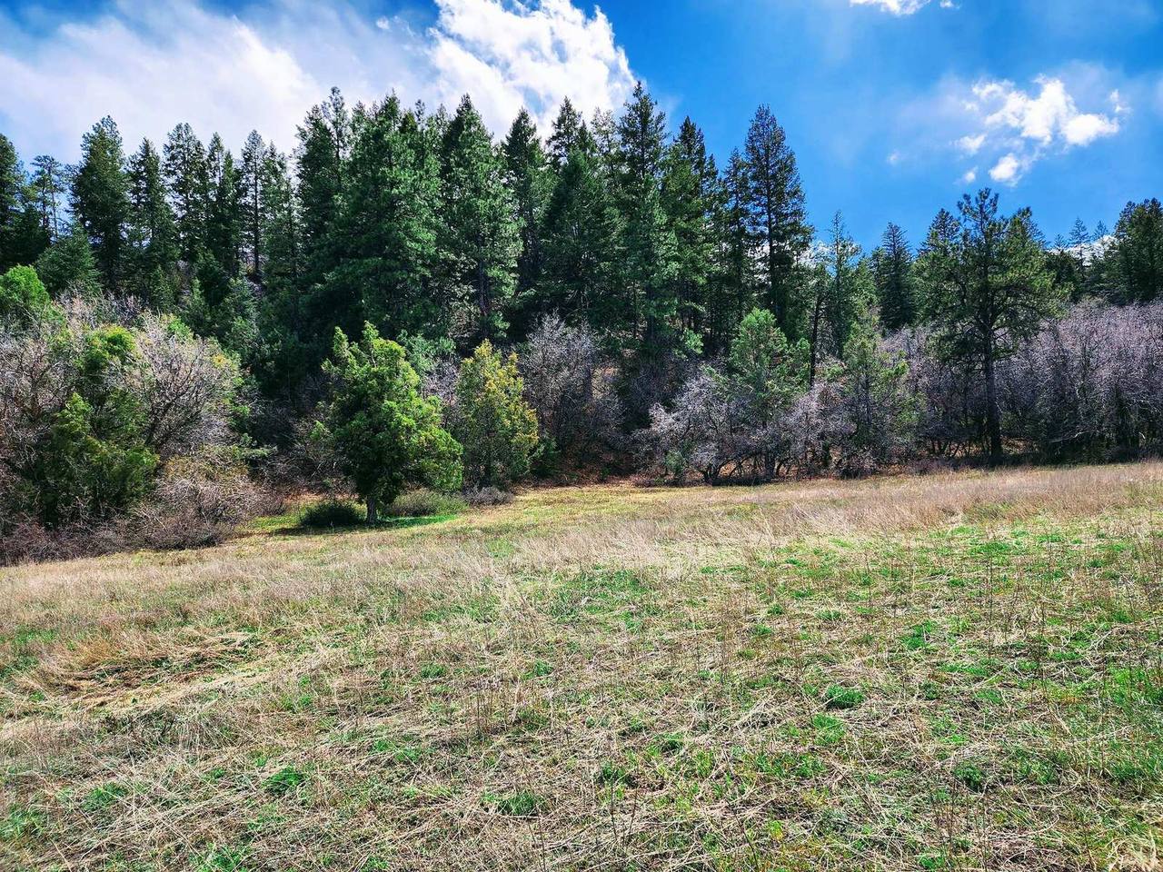 Dry grass meadow meeting a pine forest, Cat Creek Ranch, Archuleta County, Colorado