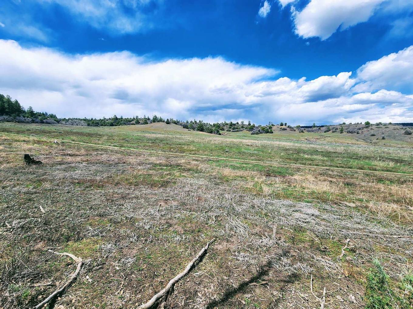 Wide pasture with scattered trees on low hills, Cat Creek Ranch, Archuleta County, Colorado