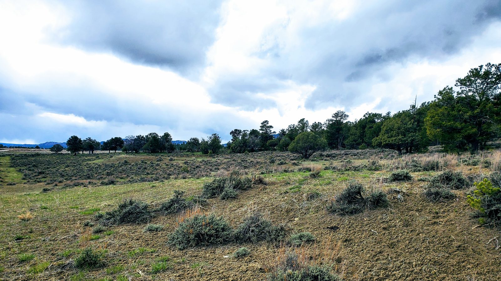 Sagebrush and pine trees under a cloudy sky at Chupadera Ranch, Rio Arriba County, New Mexico