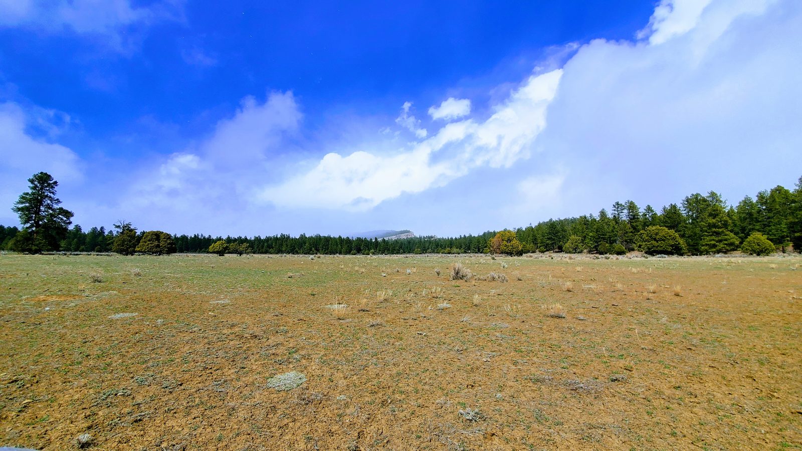 Open meadow ringed by pine trees under blue sky at Chupadera Ranch, Rio Arriba County, New Mexico