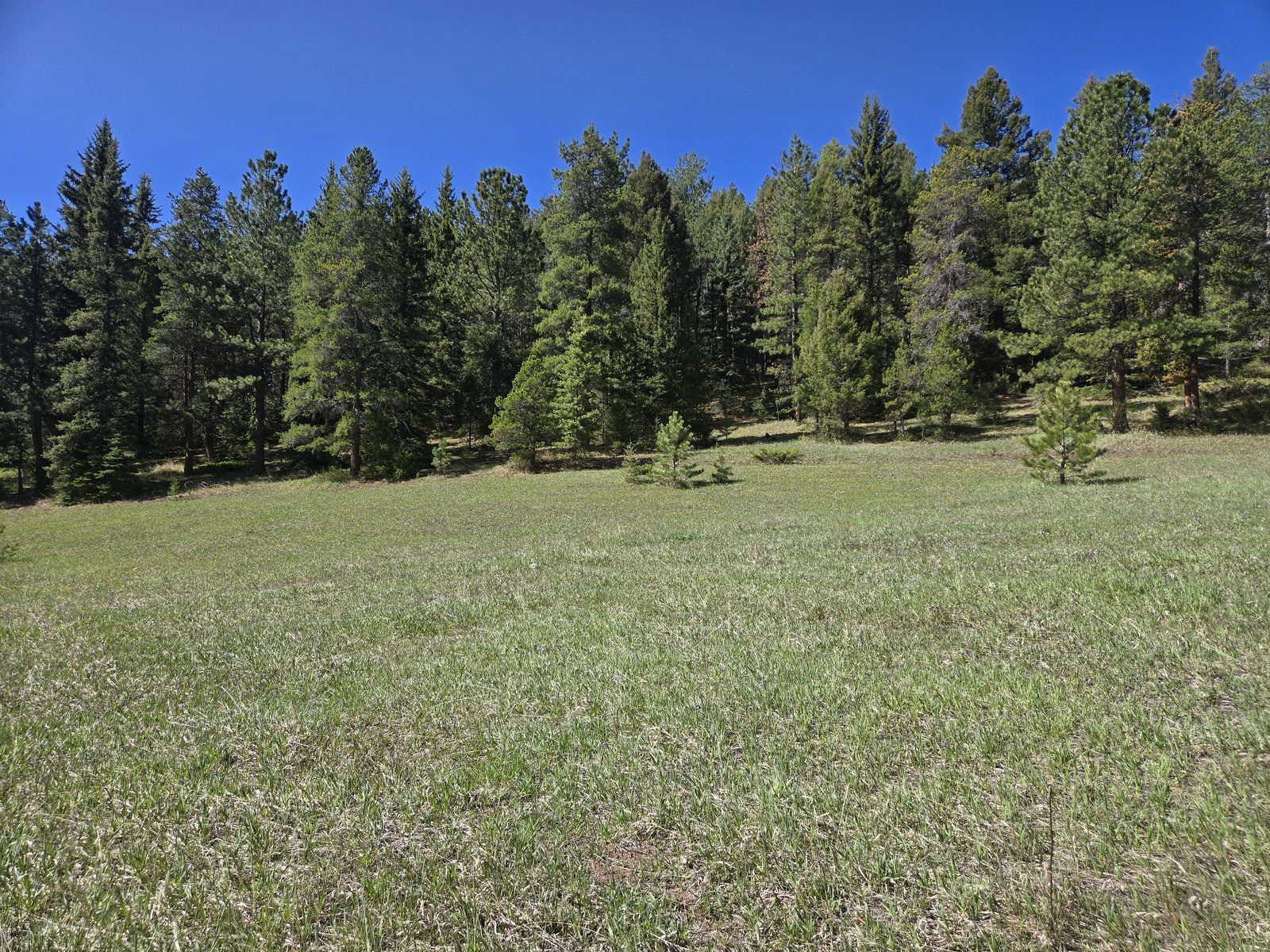 Green meadow edged by tall pine trees under blue sky at Foxton Retreat, Jefferson County, Colorado