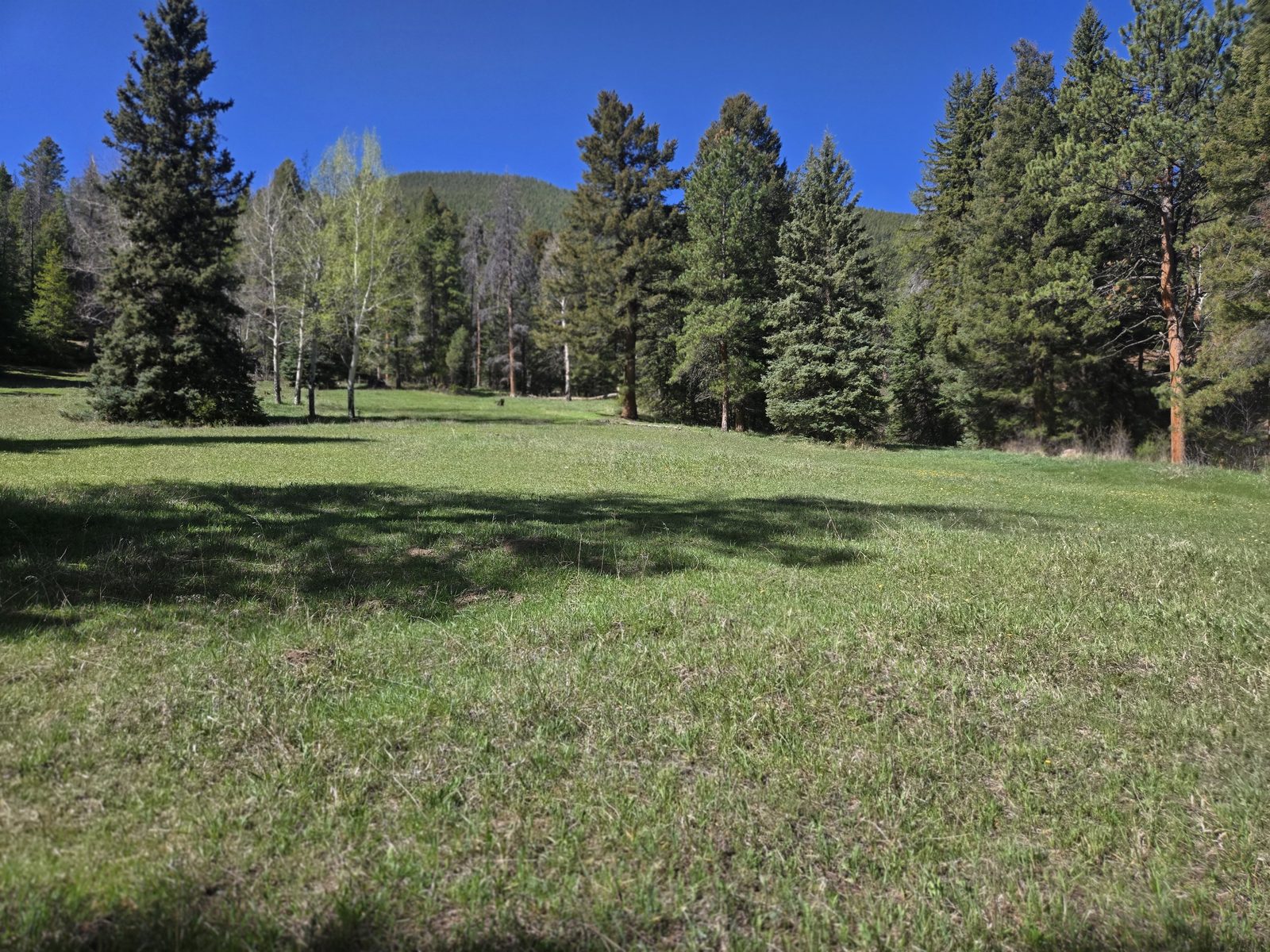 Open meadow with ponderosa pines and aspens at Foxton Retreat, Jefferson County, Colorado