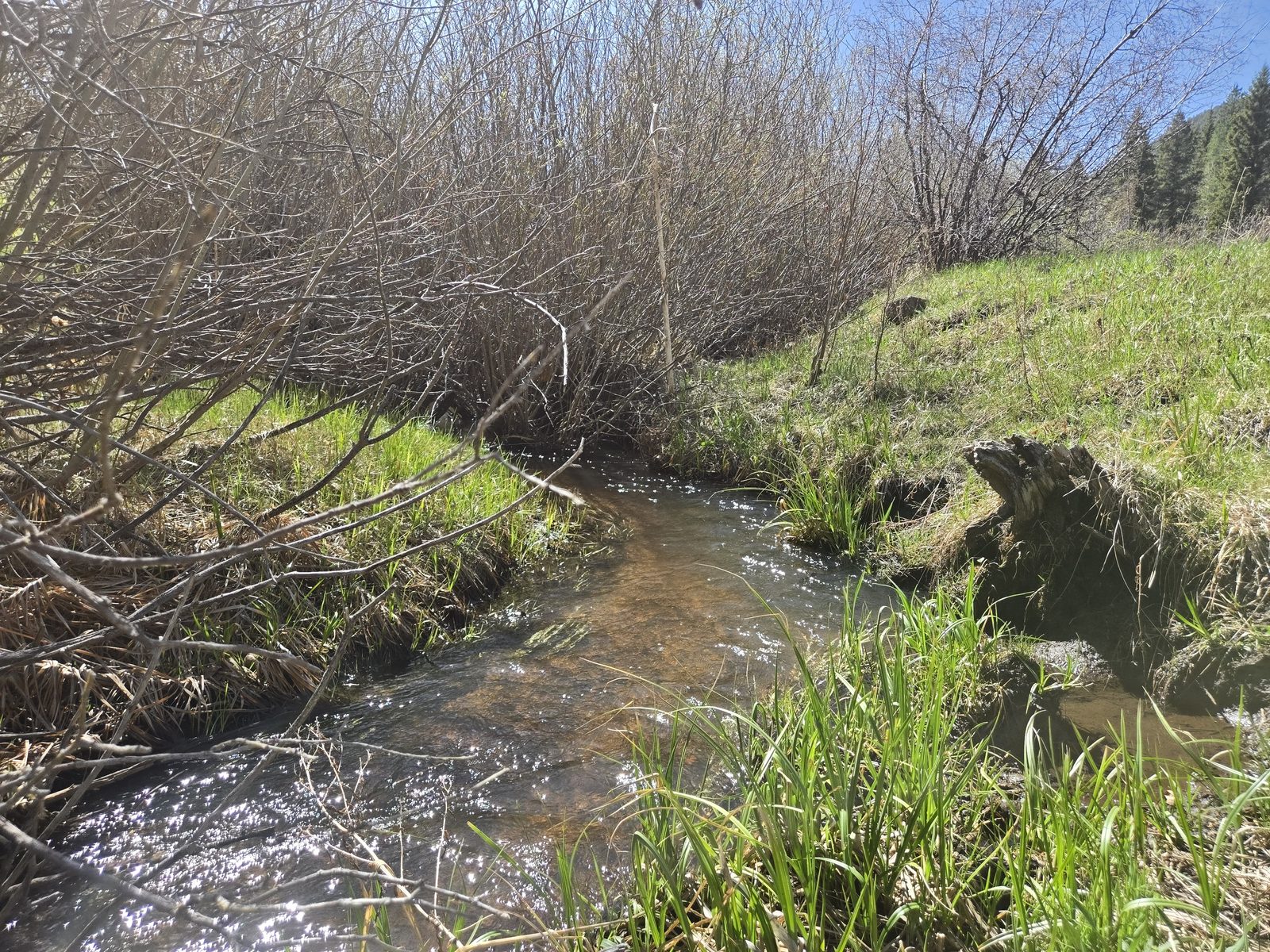 Small creek running through willows and spring grass at Foxton Retreat, Jefferson County, Colorado