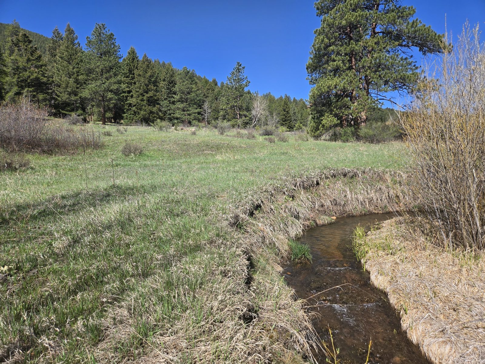 Creek winding through a grassy meadow below pine trees at Foxton Retreat, Jefferson County, Colorado