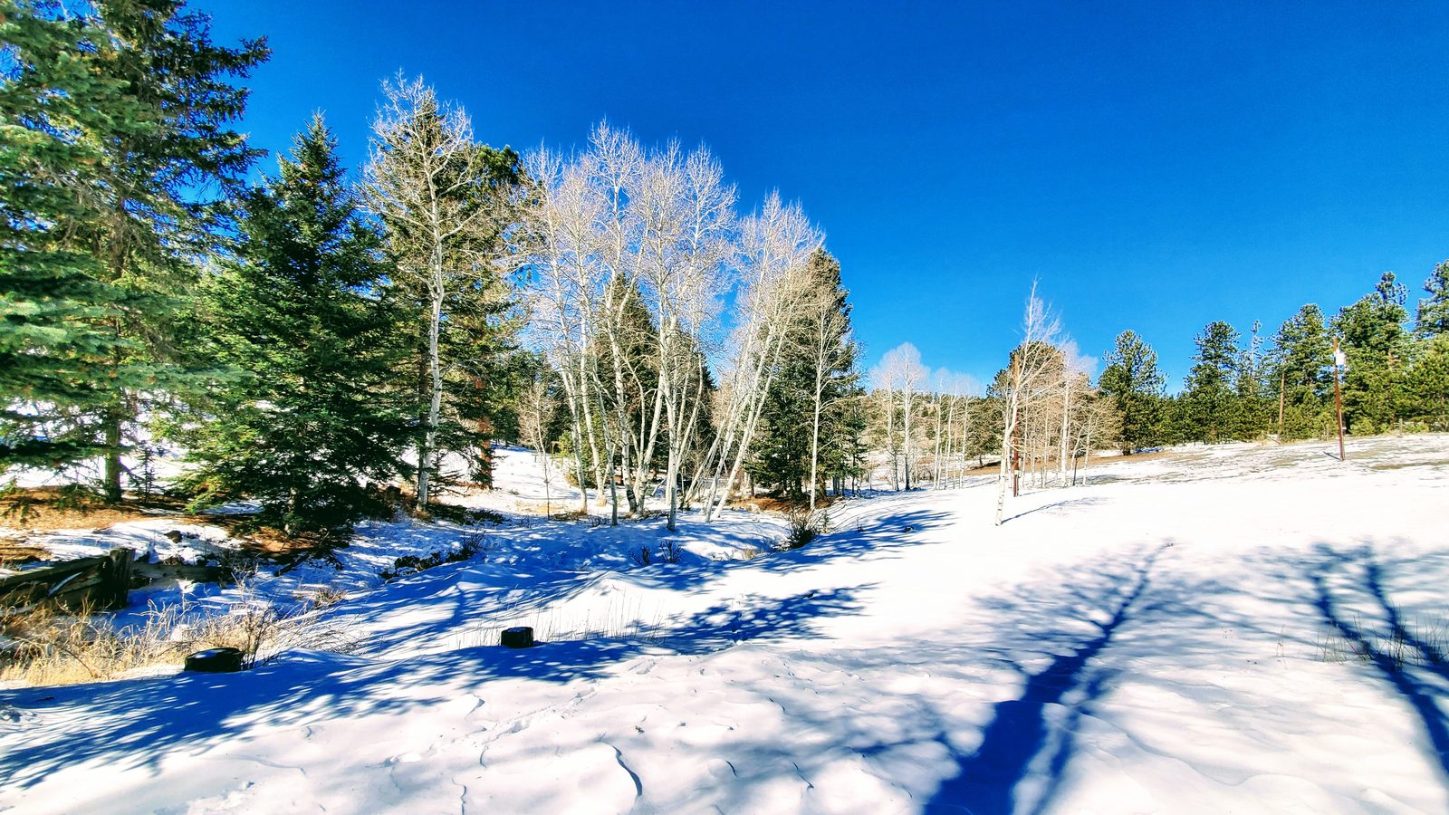 Spruce and bare aspens along a snowy clearing at Horse Creek Ranch, Lake George, Teller County, Colorado