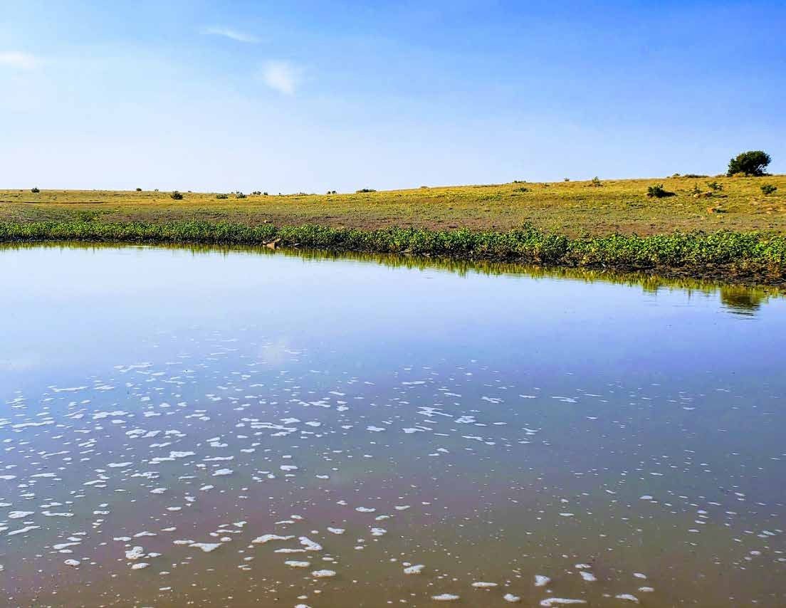 Still pond below a grassy hill and a lone tree at Long Canyon Ranch, Las Animas County, Colorado