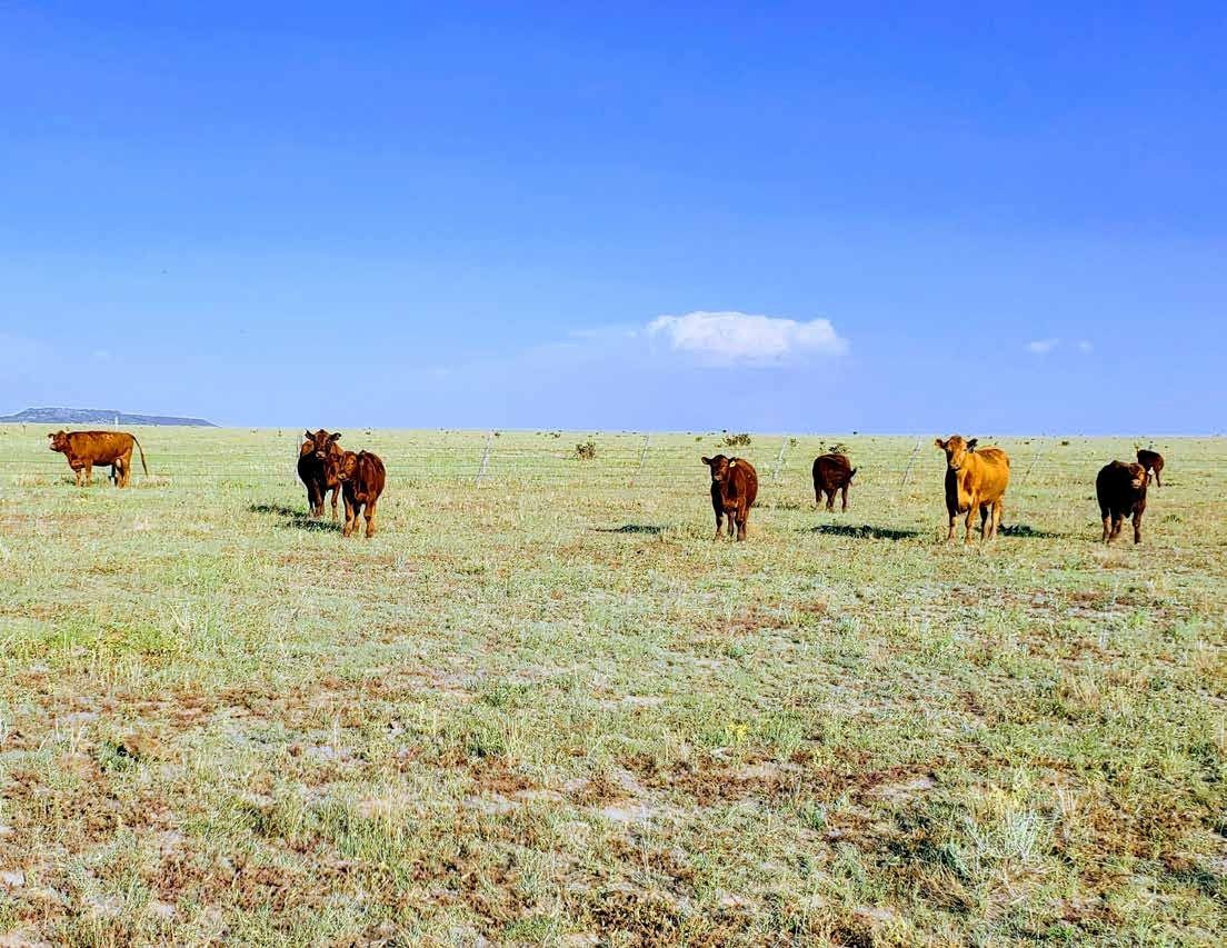 Cattle in open pasture at Long Canyon Ranch, Las Animas County, Colorado