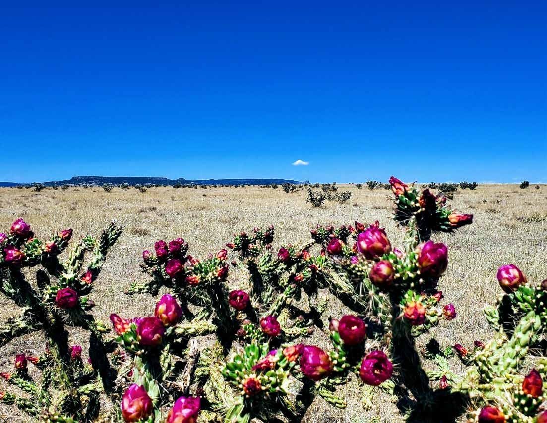 Prickly pear cactus on dry grassland with a distant mesa at Long Canyon Ranch, Las Animas County, Colorado