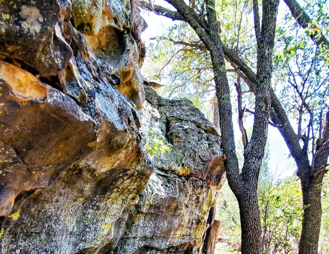 Lichen-covered rock face beside trees at Long Canyon Ranch, Las Animas County, Colorado