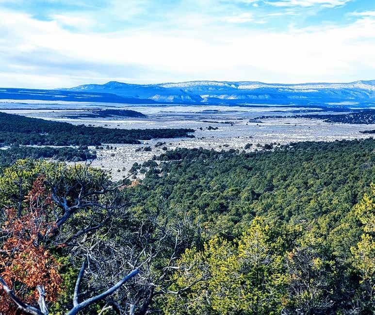 Forested hillside overlooking a wide valley and distant mountains at Los Piñones Ranch, Rio Arriba County, New Mexico