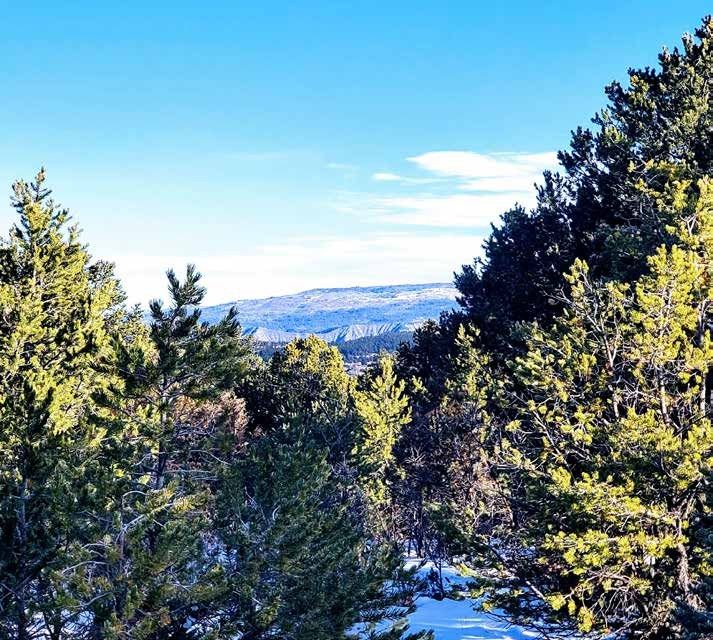 Pines framing a snowy view toward distant mountains at Los Piñones Ranch, Rio Arriba County, New Mexico