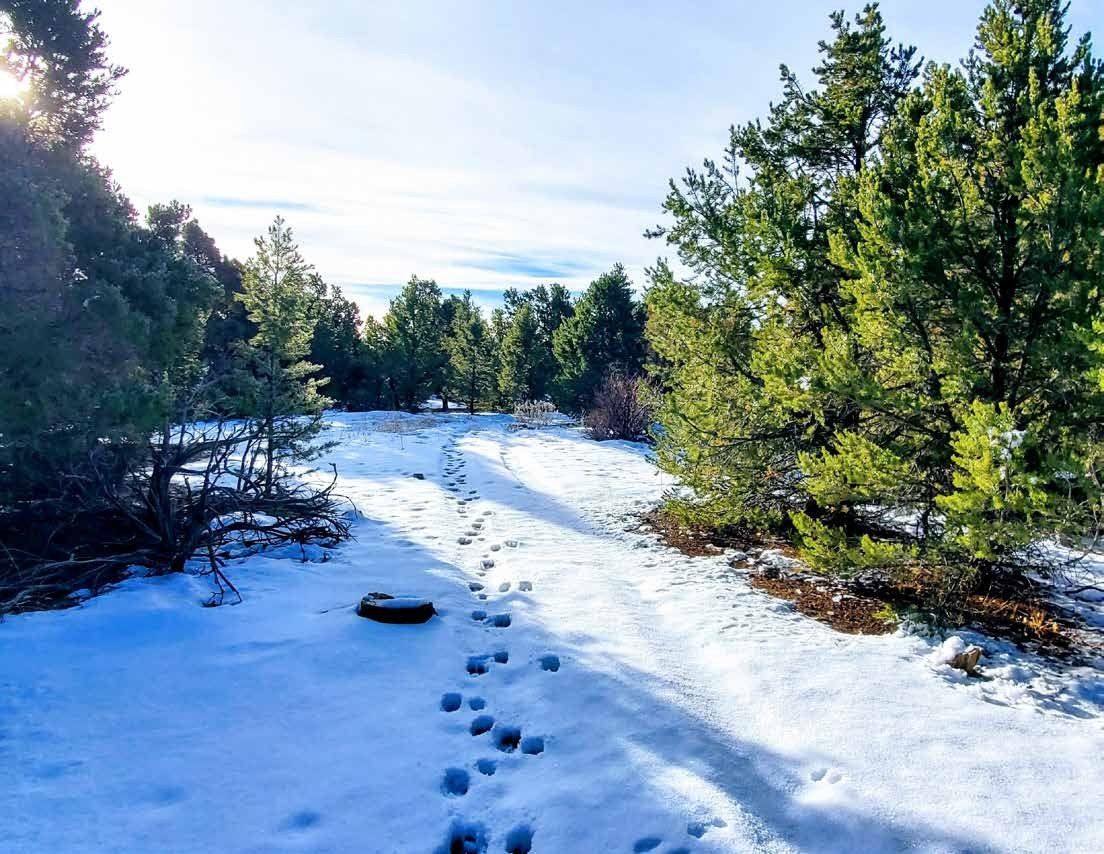Snowy path between pine trees at Los Piñones Ranch, Rio Arriba County, New Mexico
