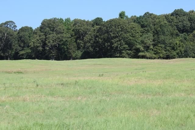 Pine forest and a rocky slope at Pine Creek Ranch, Red River County, Texas