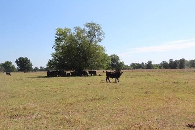 Log house, pines, and a rocky slope at Pine Creek Ranch, Red River County, Texas