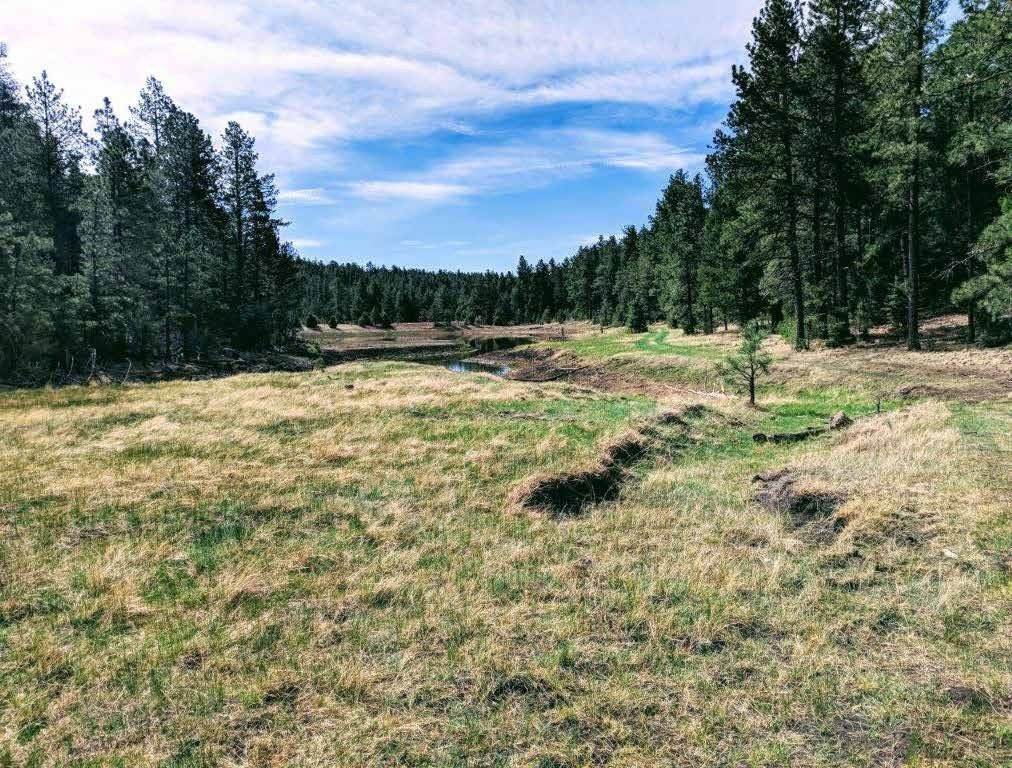 Open meadow with a small pond and pine forest beyond at Sanchez Ranch, Mora County, New Mexico
