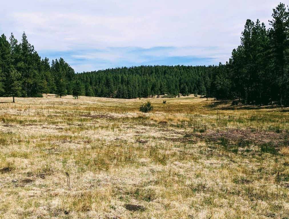 Dry grass pasture bordered by pine forest at Sanchez Ranch, Mora County, New Mexico