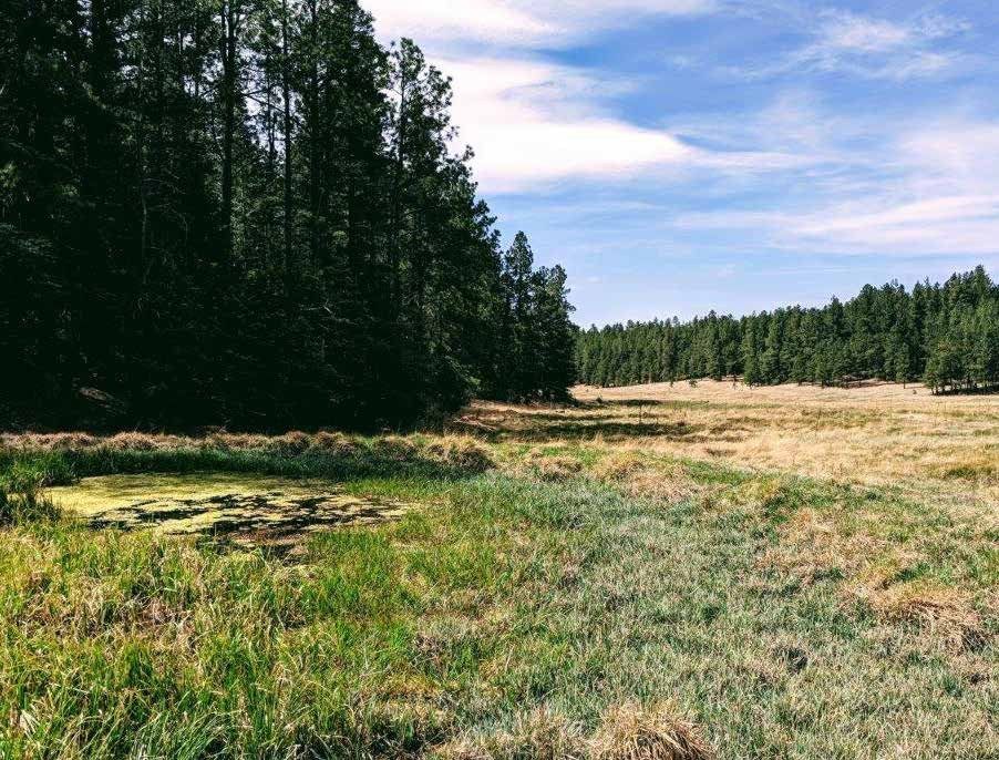 Grassy meadow with a small pond beside pine forest at Sanchez Ranch, Mora County, New Mexico