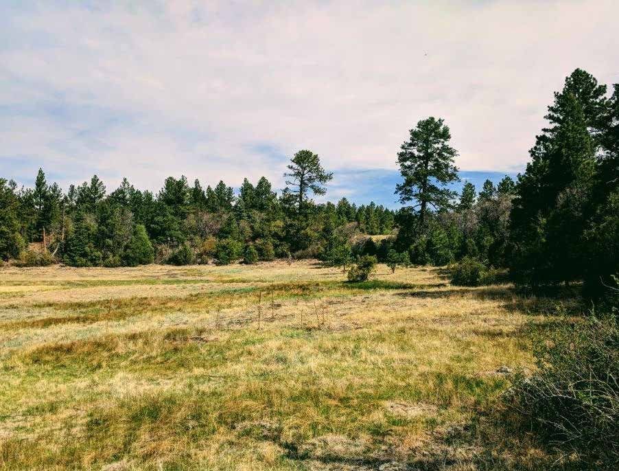 Open pasture with scattered pines and a forest edge at Sanchez Ranch, Mora County, New Mexico