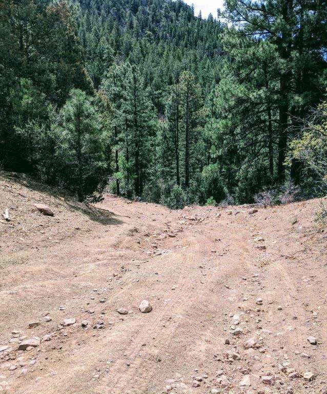 Rocky dirt road through a pine forest at Sanchez Ranch, Mora County, New Mexico