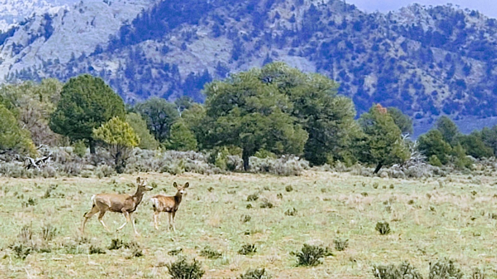 Two mule deer in a grassy clearing below a mountainside at Sanctuary Ranch, Rio Arriba County, New Mexico