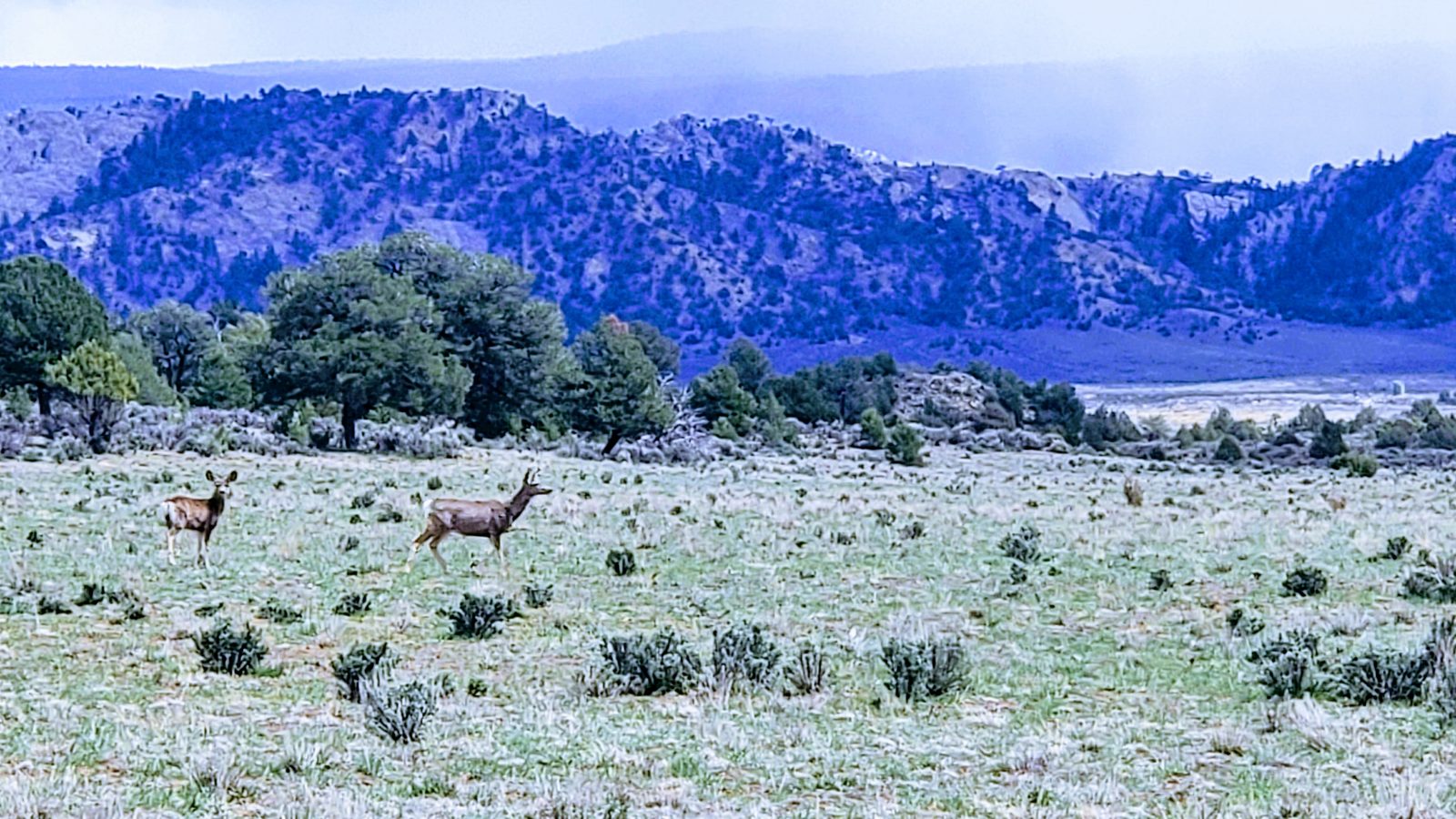 Elk in a sagebrush meadow with mountains behind at Sanctuary Ranch, Rio Arriba County, New Mexico