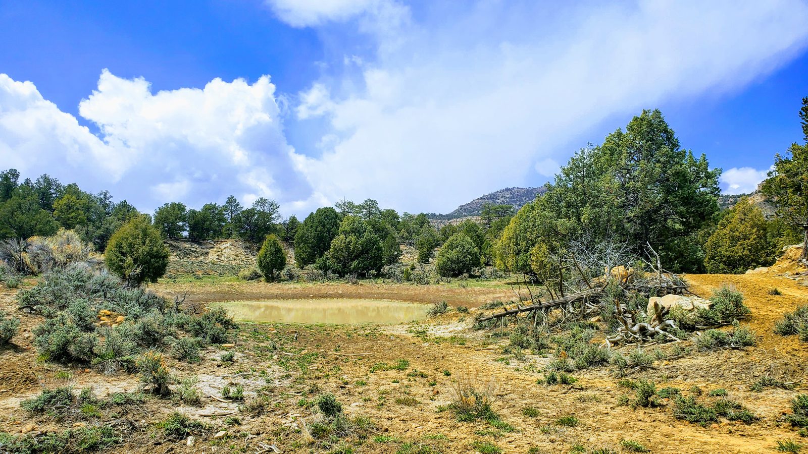 Clearing among pinon and juniper trees at Sanctuary Ranch, Rio Arriba County, New Mexico