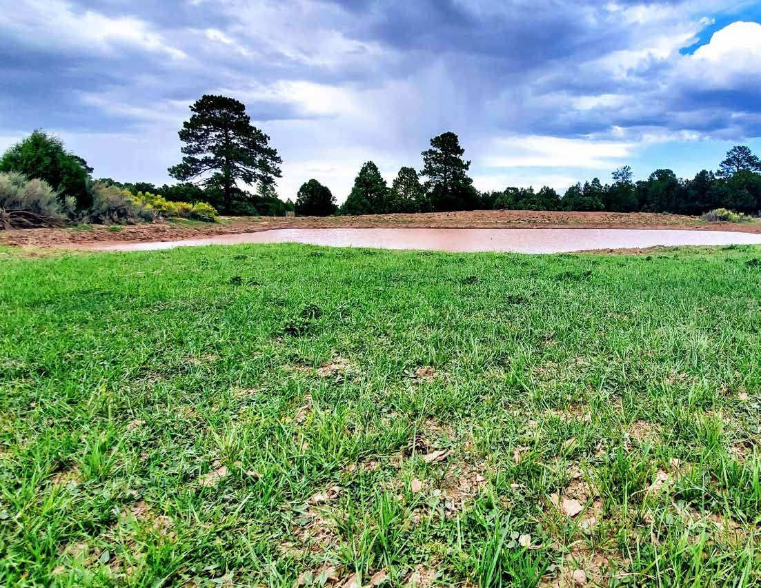 Green pasture in front of a small pond and pines at Secret Valley Ranch, Rio Arriba County, New Mexico