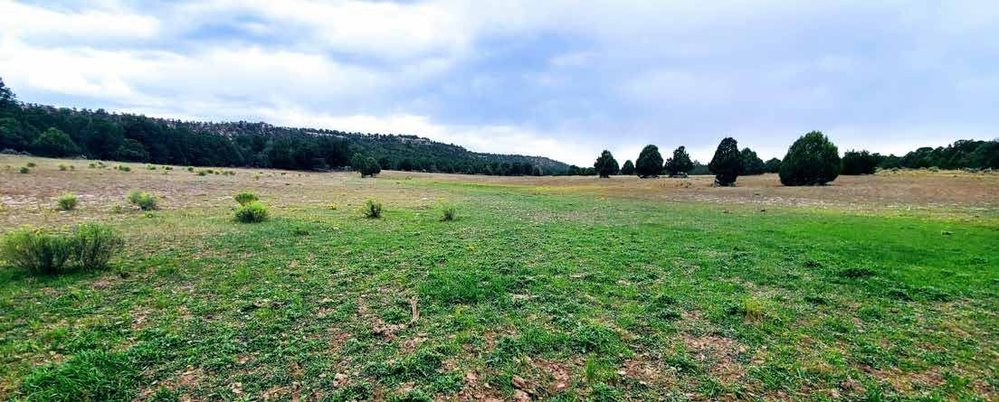 Open pasture with scattered trees and a wooded ridge at Secret Valley Ranch, Rio Arriba County, New Mexico
